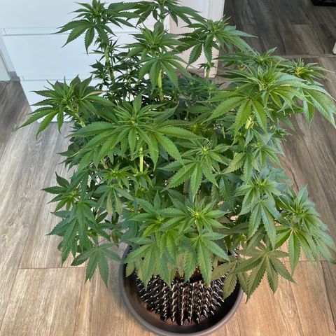 Purple Punch growlog timeline photo