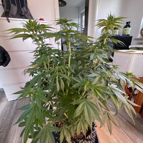 Purple Punch growlog timeline photo