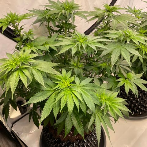 Purple Punch growlog timeline photo