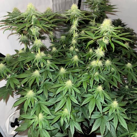 Purple Punch growlog timeline photo
