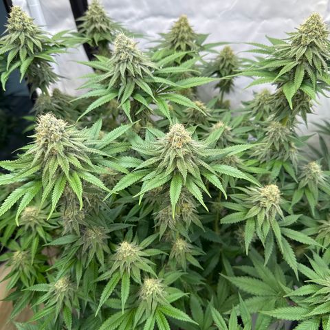 Purple Punch growlog timeline photo