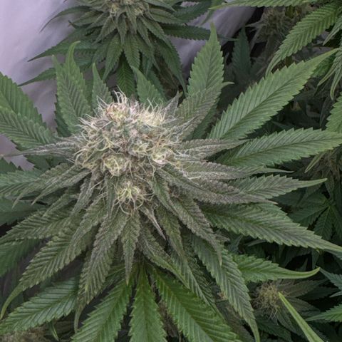 Purple Punch growlog timeline photo