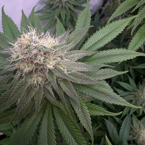 Purple Punch growlog timeline photo