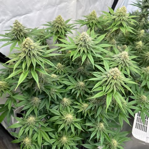 Purple Punch growlog timeline photo