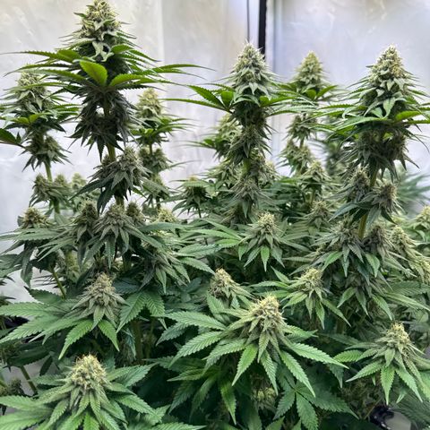 Purple Punch growlog timeline photo