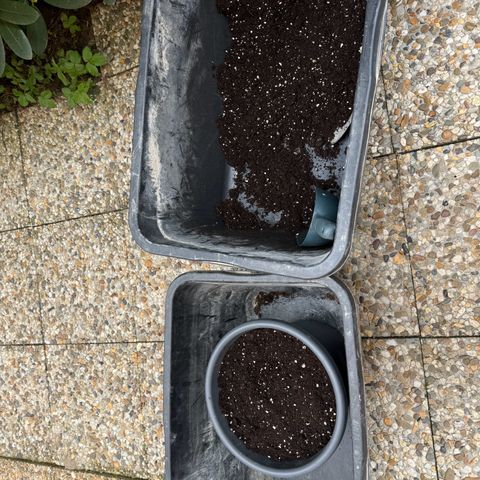 Runtz Auto growlog timeline photo