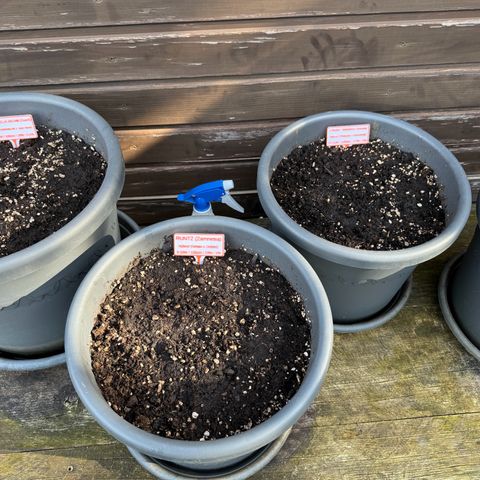 Runtz Auto growlog timeline photo