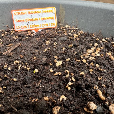 Auto Strawberry Banana growlog photo: Durchbruch