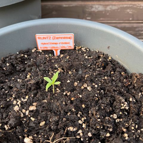 Runtz Auto growlog timeline photo