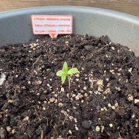 Auto Strawberry Banana growlog timeline photo