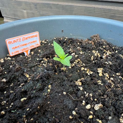 Runtz Auto growlog timeline photo