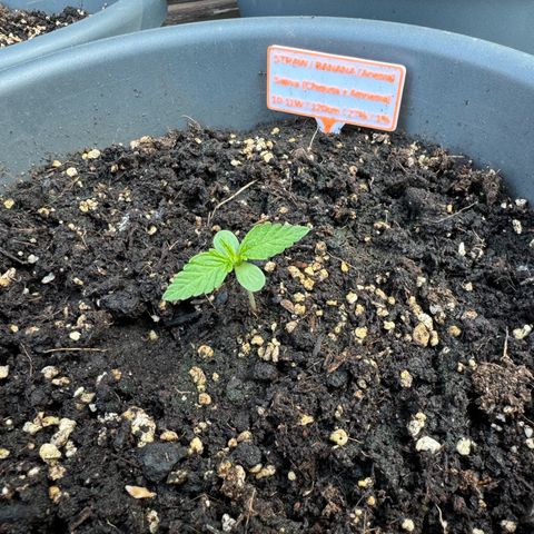 Auto Strawberry Banana growlog timeline photo