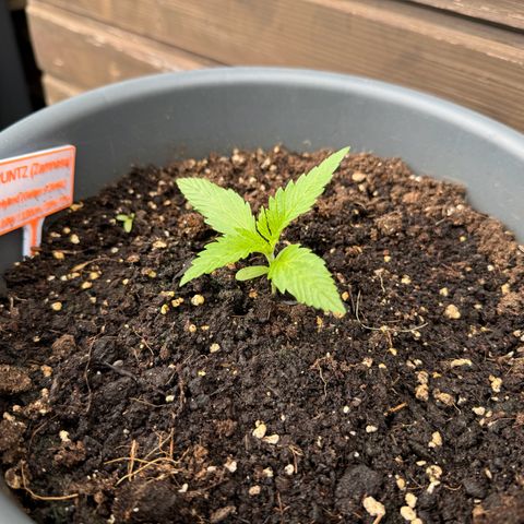 Runtz Auto growlog timeline photo