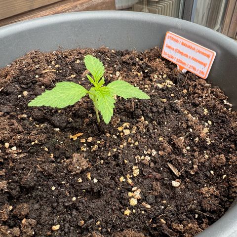 Auto Strawberry Banana growlog timeline photo