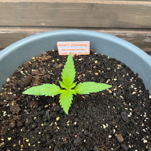 Runtz Auto growlog timeline photo
