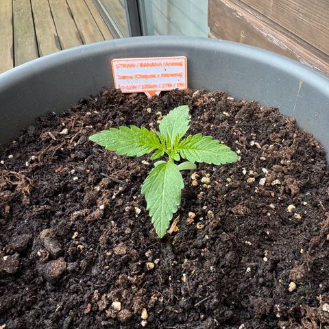 Auto Strawberry Banana growlog timeline photo