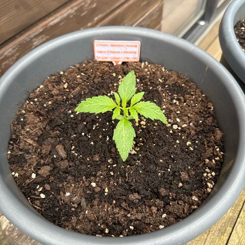 Auto Strawberry Banana growlog timeline photo