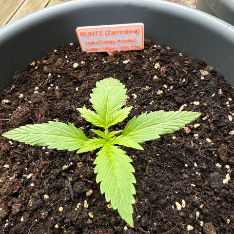 Runtz Auto growlog timeline photo