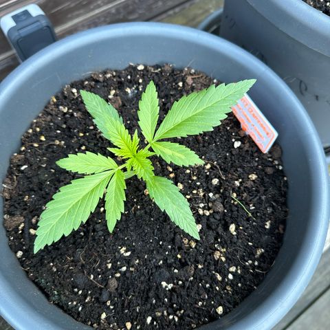 Runtz Auto growlog timeline photo