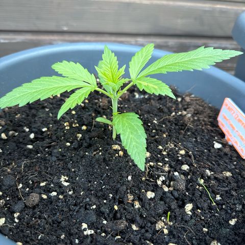Runtz Auto growlog timeline photo