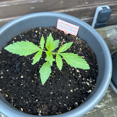 Auto Strawberry Banana growlog timeline photo