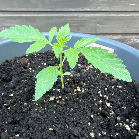 Auto Strawberry Banana growlog timeline photo