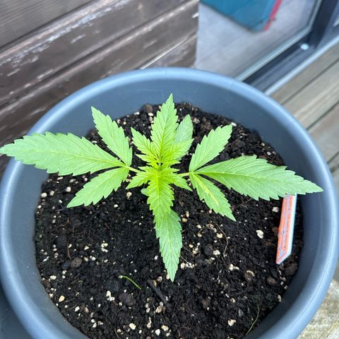 Runtz Auto growlog timeline photo