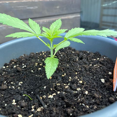Runtz Auto growlog timeline photo