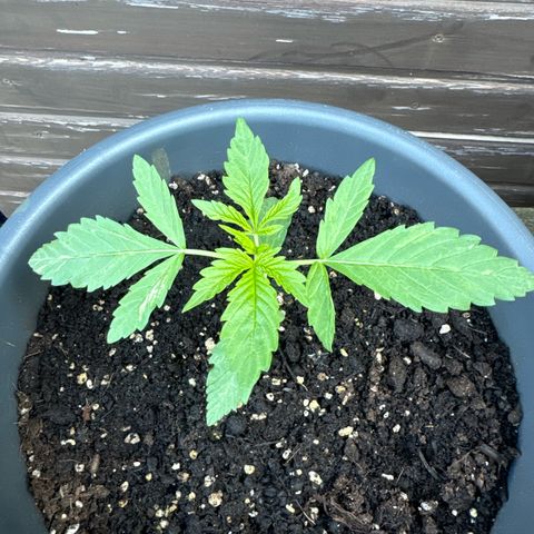 Auto Strawberry Banana growlog timeline photo