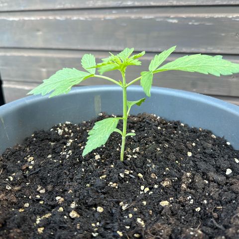 Auto Strawberry Banana growlog timeline photo