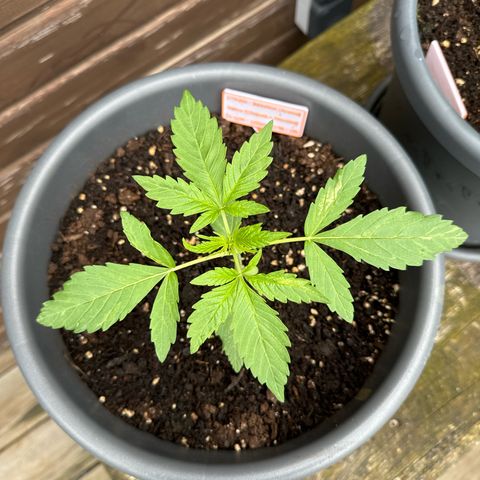 Auto Strawberry Banana growlog timeline photo
