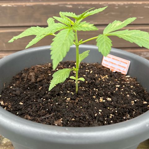 Auto Strawberry Banana growlog timeline photo