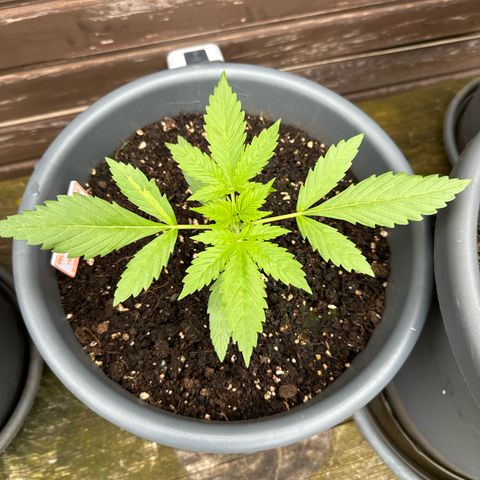 Runtz Auto growlog timeline photo