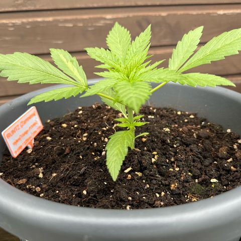 Runtz Auto growlog timeline photo