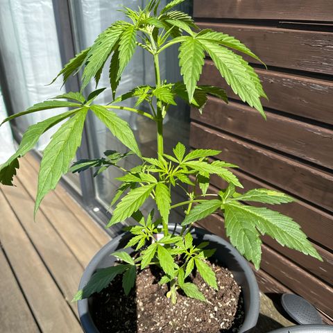 Auto Strawberry Banana growlog timeline photo