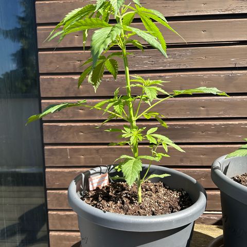 Auto Strawberry Banana growlog timeline photo