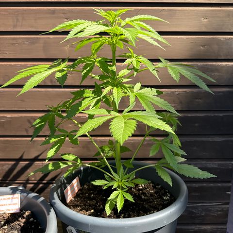 Runtz Auto growlog timeline photo