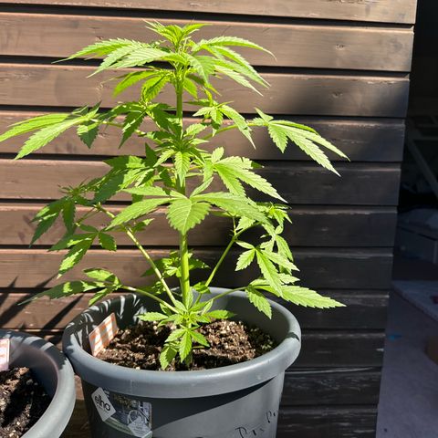 Runtz Auto growlog timeline photo