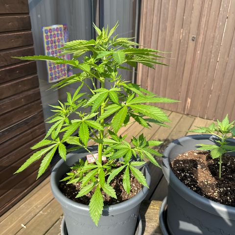 Runtz Auto growlog timeline photo