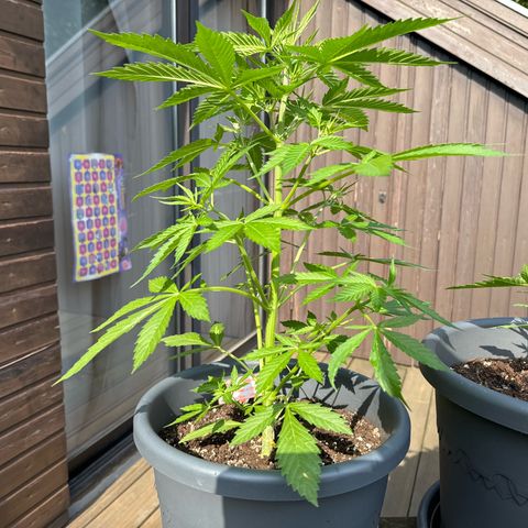 Runtz Auto growlog timeline photo