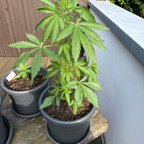 Auto Strawberry Banana growlog timeline photo