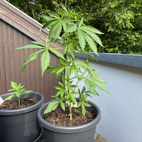 Auto Strawberry Banana growlog timeline photo
