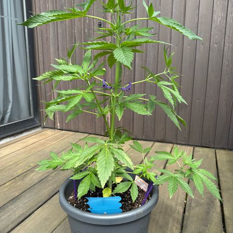 Auto Strawberry Banana growlog timeline photo