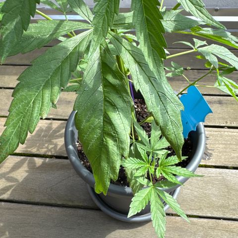 Auto Strawberry Banana growlog timeline photo