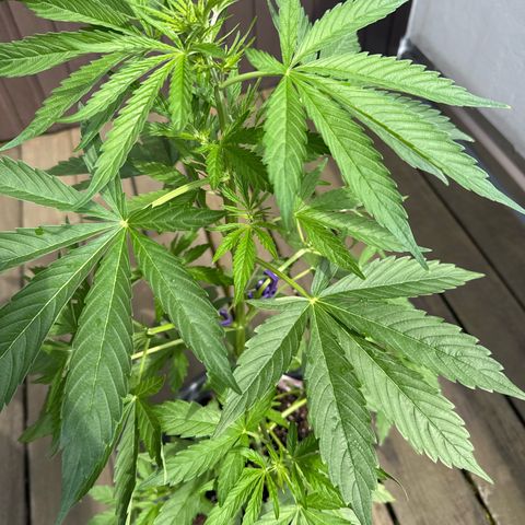 Auto Strawberry Banana growlog timeline photo