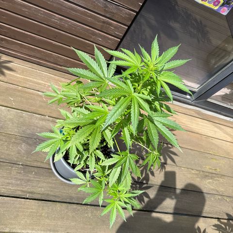 Runtz Auto growlog timeline photo