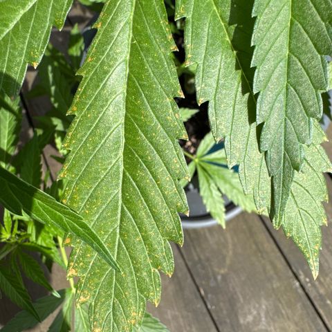 Runtz Auto growlog timeline photo