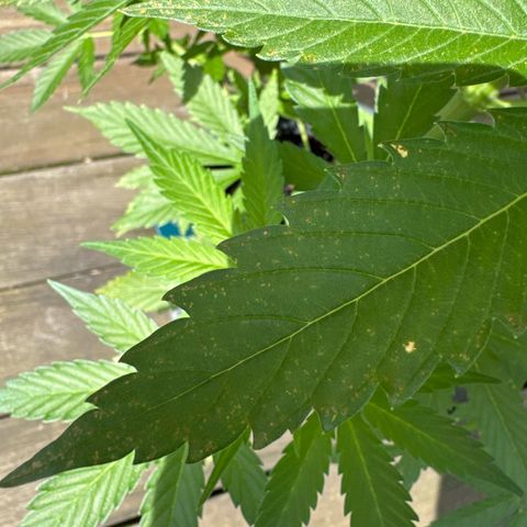 Runtz Auto growlog timeline photo