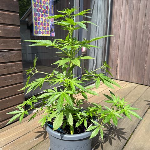 Runtz Auto growlog timeline photo