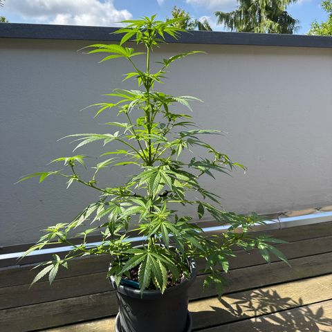 Runtz Auto growlog timeline photo